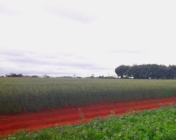 Grünes Feld an einem roten Erdweg, mit einem Schuppen und Bäumen im Hintergrund.