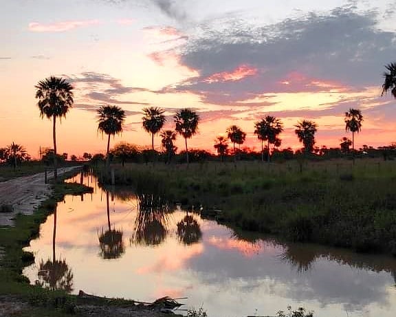 Palmenhain bei Sonnenuntergang, gespiegelt im Wasser neben einem Weg.