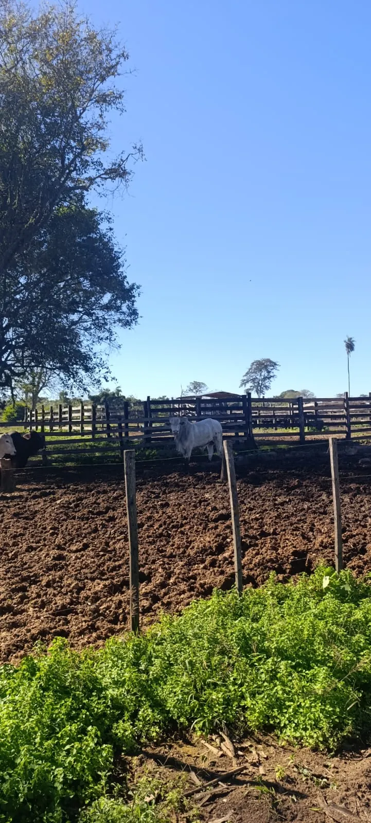 GRANJA (5)
