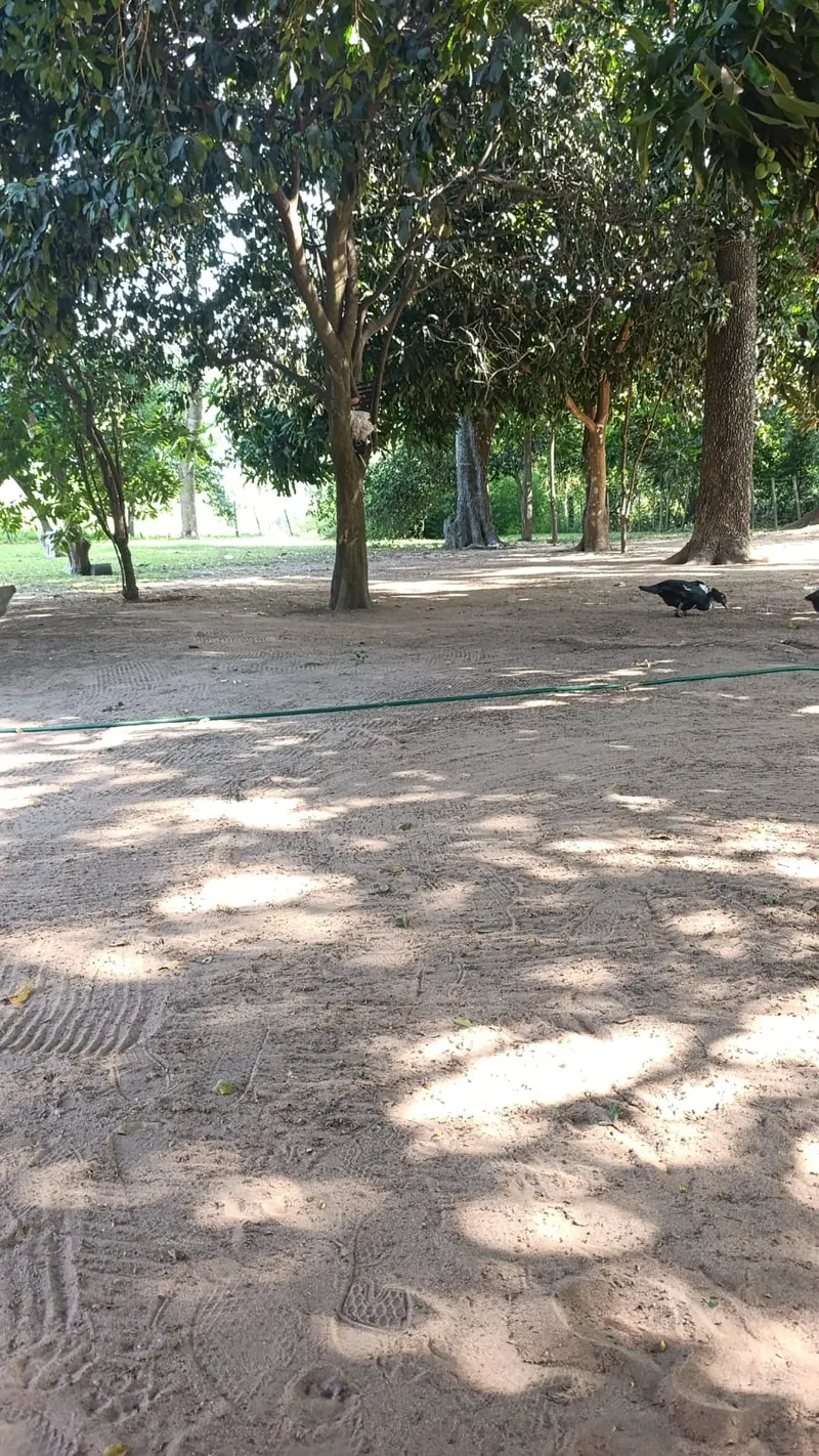 GRANJA (10)